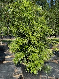 podocarpus-macrophyllus-japanese-yew