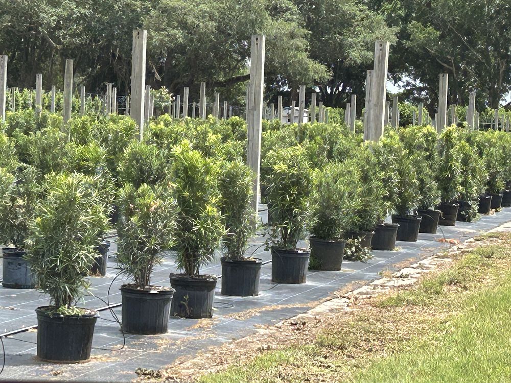 podocarpus-macrophyllus-japanese-yew