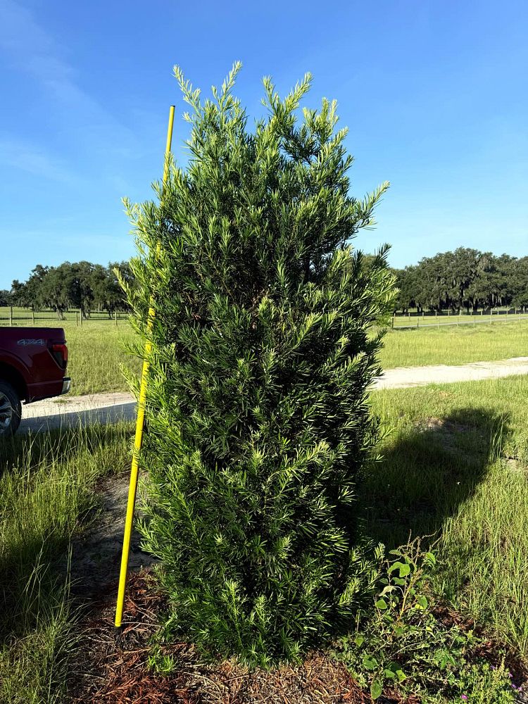 podocarpus-macrophyllus-japanese-yew