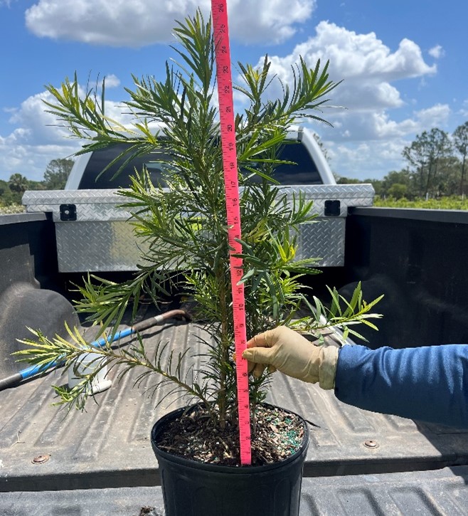 podocarpus-macrophyllus-japanese-yew