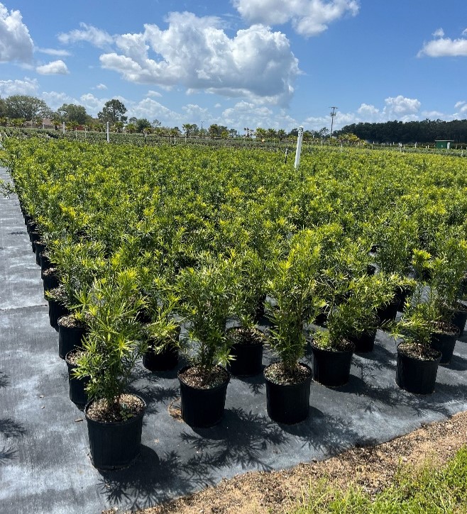 podocarpus-macrophyllus-japanese-yew