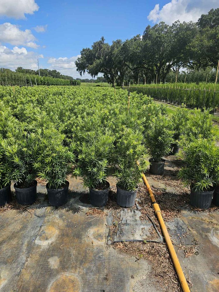 podocarpus-macrophyllus-japanese-yew