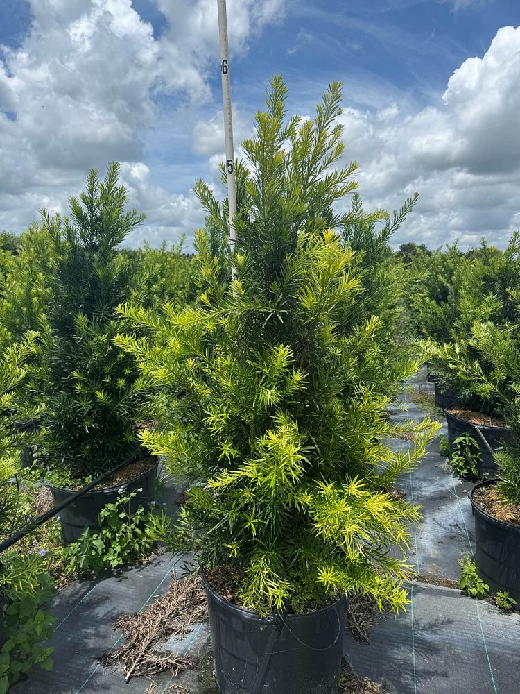 podocarpus-macrophyllus-japanese-yew