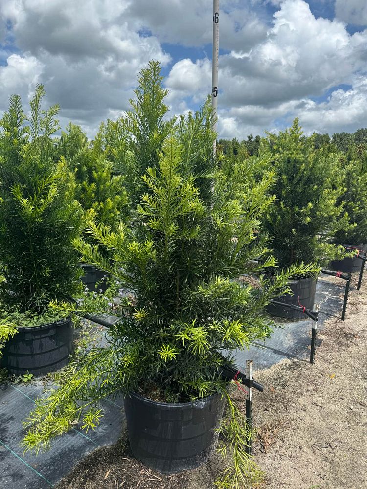podocarpus-macrophyllus-japanese-yew
