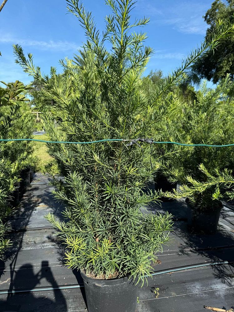 podocarpus-macrophyllus-japanese-yew