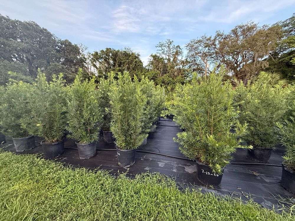 podocarpus-macrophyllus-japanese-yew