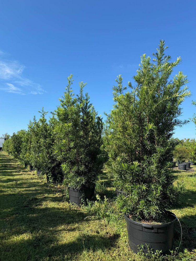 podocarpus-macrophyllus-japanese-yew