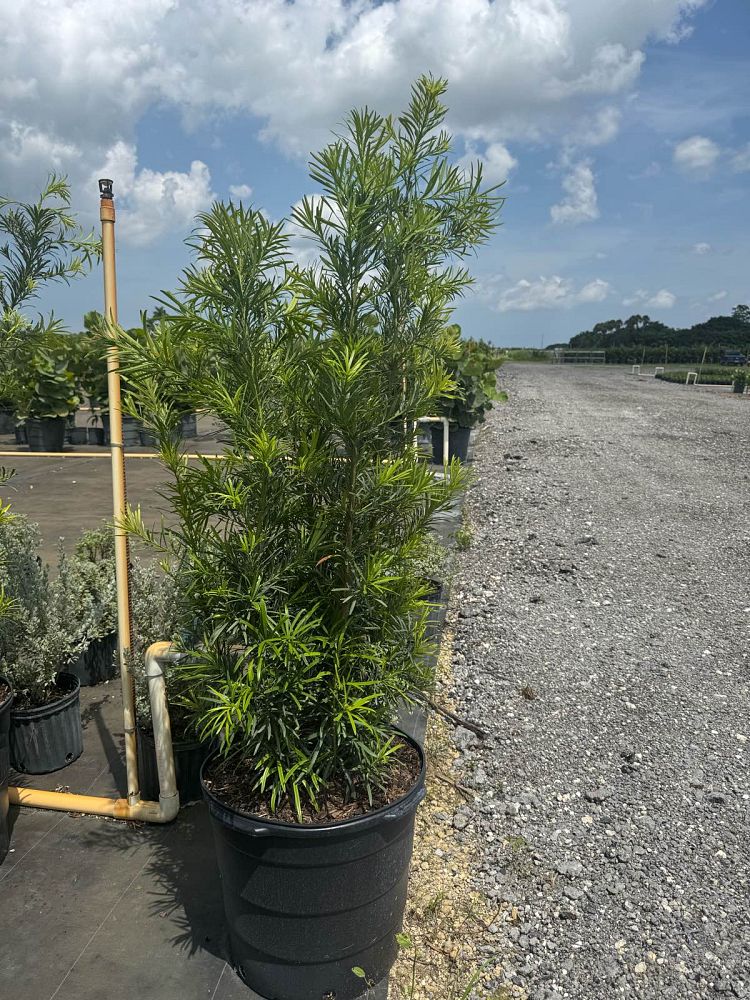 podocarpus-macrophyllus-japanese-yew