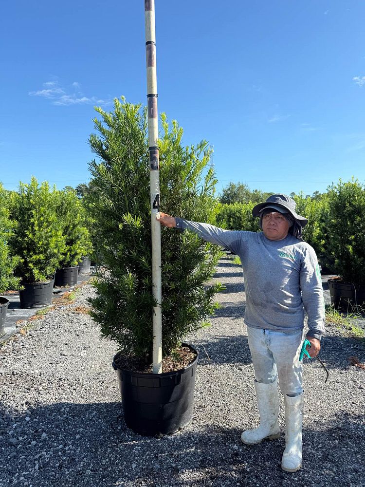 podocarpus-macrophyllus-japanese-yew