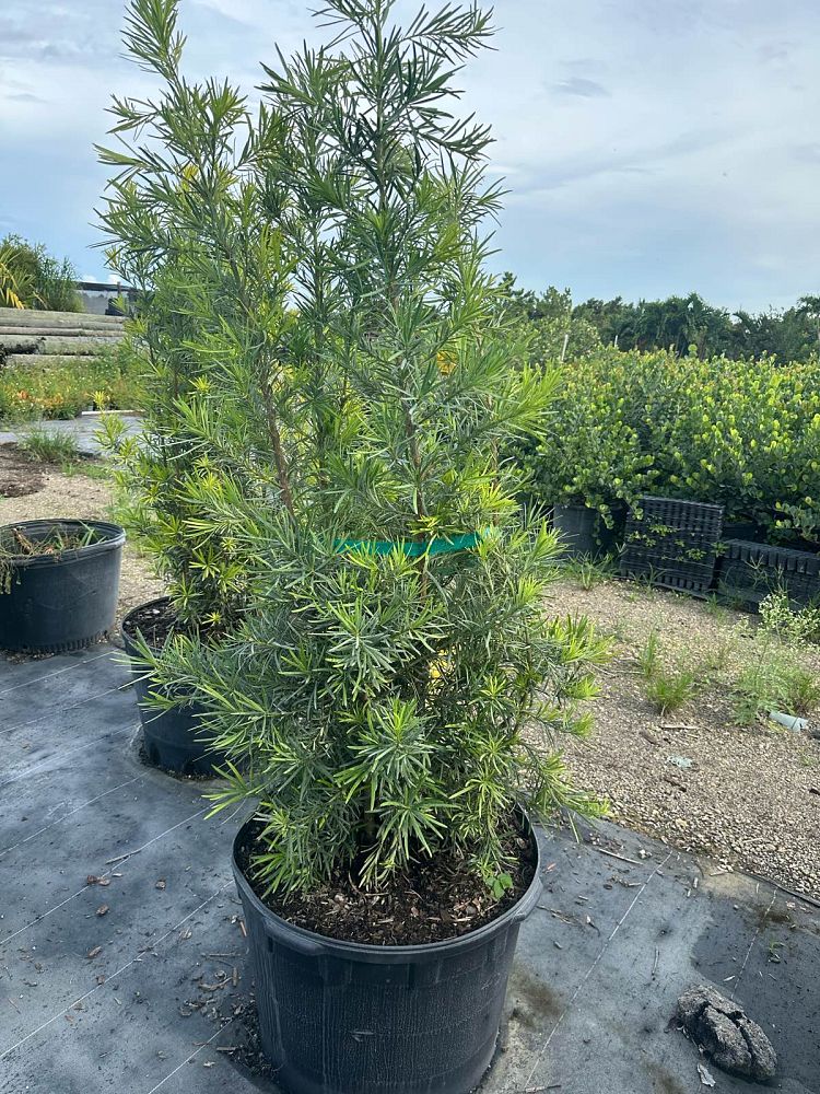 podocarpus-macrophyllus-japanese-yew
