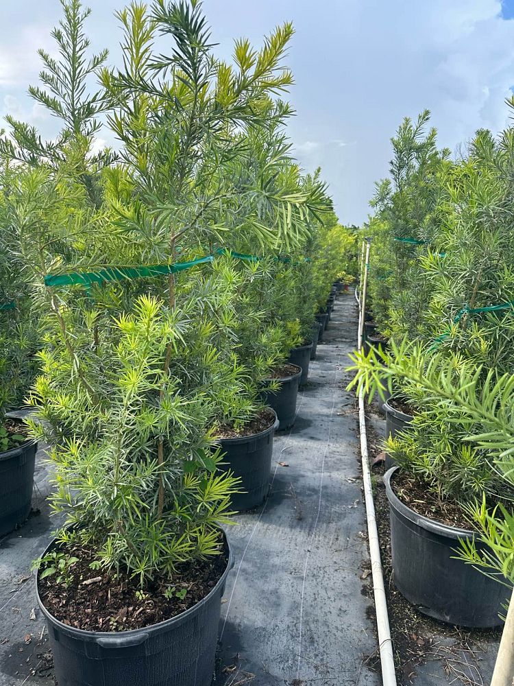 podocarpus-macrophyllus-japanese-yew
