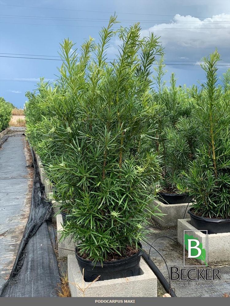 podocarpus-macrophyllus-japanese-yew