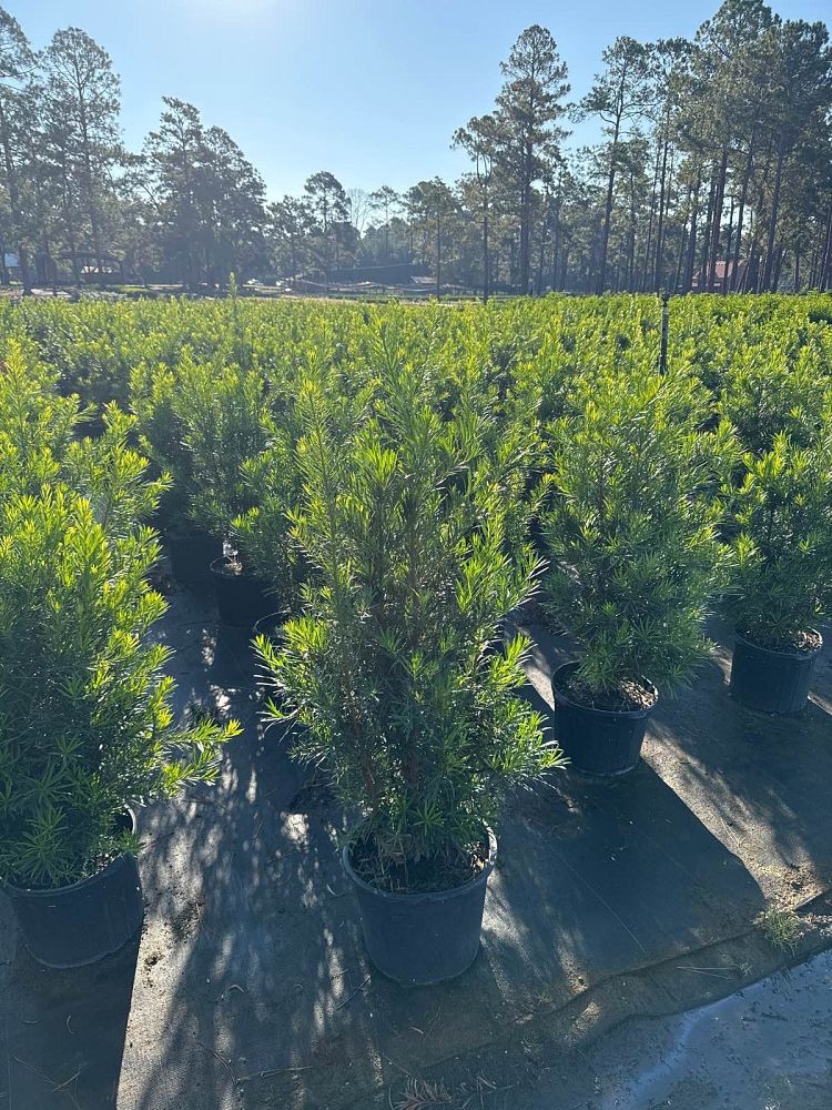 podocarpus-macrophyllus-japanese-yew