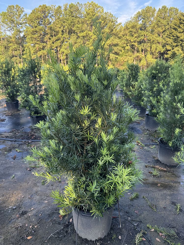 podocarpus-macrophyllus-japanese-yew