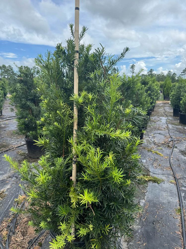 podocarpus-macrophyllus-japanese-yew