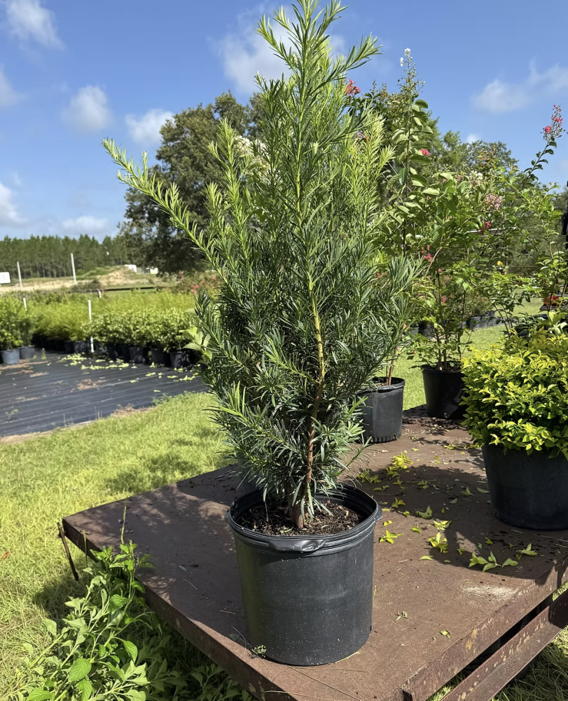 podocarpus-macrophyllus-japanese-yew