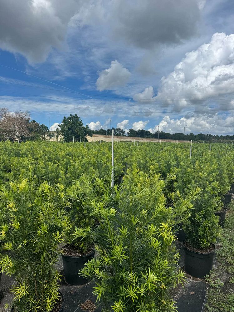 podocarpus-macrophyllus-japanese-yew