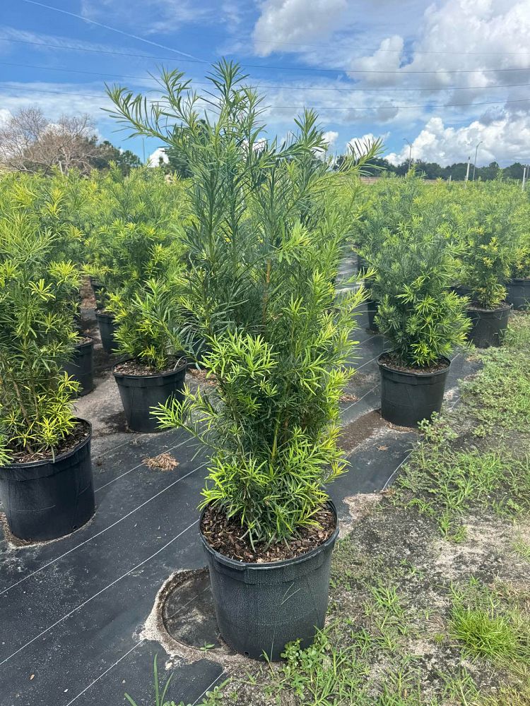 podocarpus-macrophyllus-japanese-yew