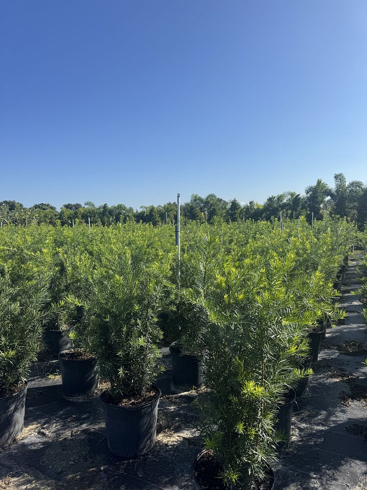 podocarpus-macrophyllus-japanese-yew