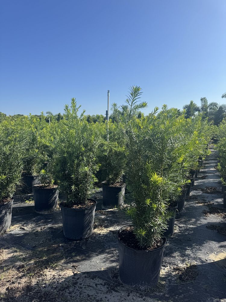 podocarpus-macrophyllus-japanese-yew