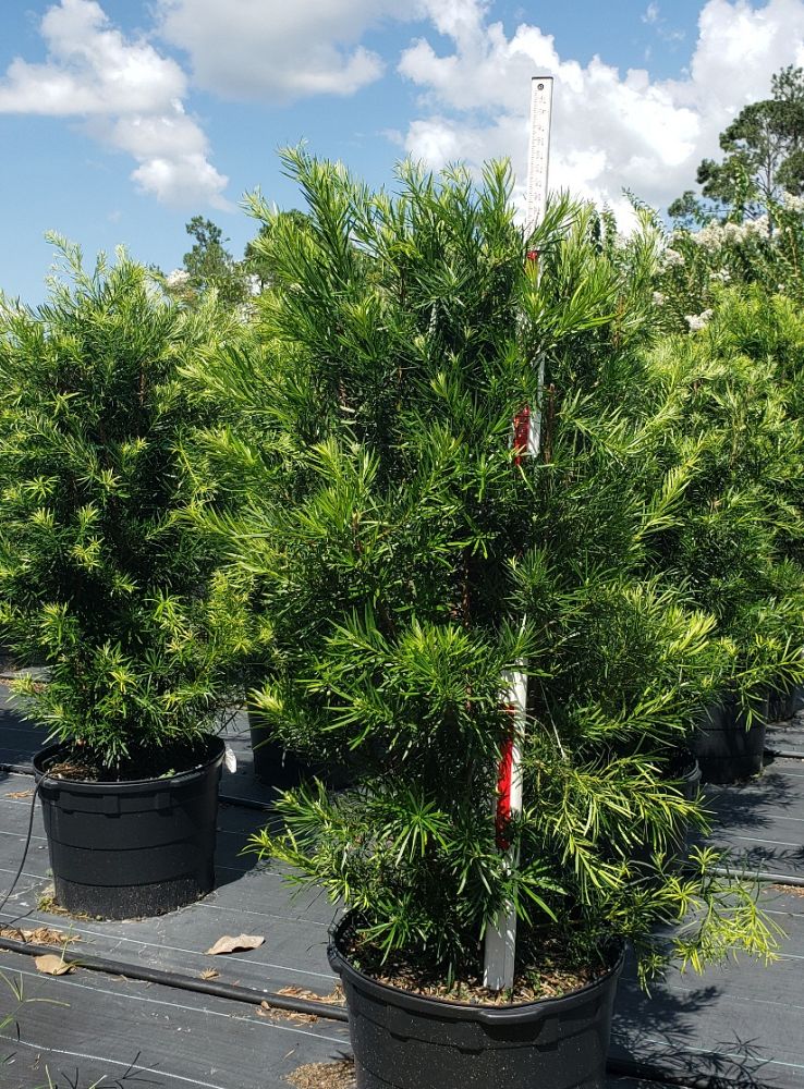 podocarpus-macrophyllus-japanese-yew