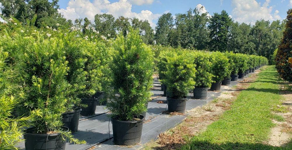 podocarpus-macrophyllus-japanese-yew