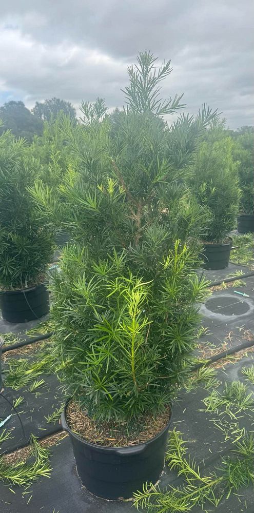 podocarpus-macrophyllus-japanese-yew