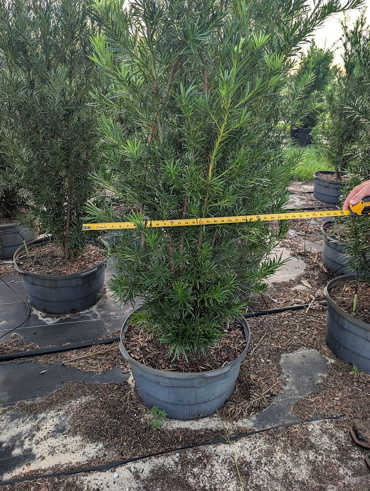 podocarpus-macrophyllus-japanese-yew