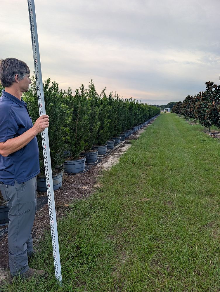 podocarpus-macrophyllus-japanese-yew