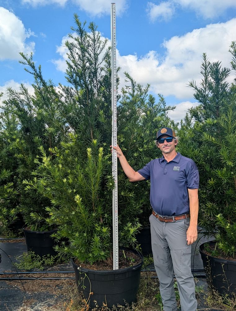 podocarpus-macrophyllus-japanese-yew