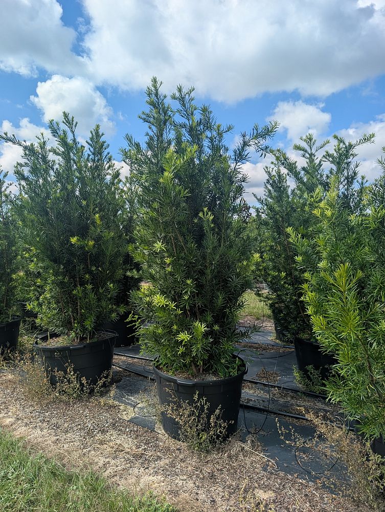 podocarpus-macrophyllus-japanese-yew