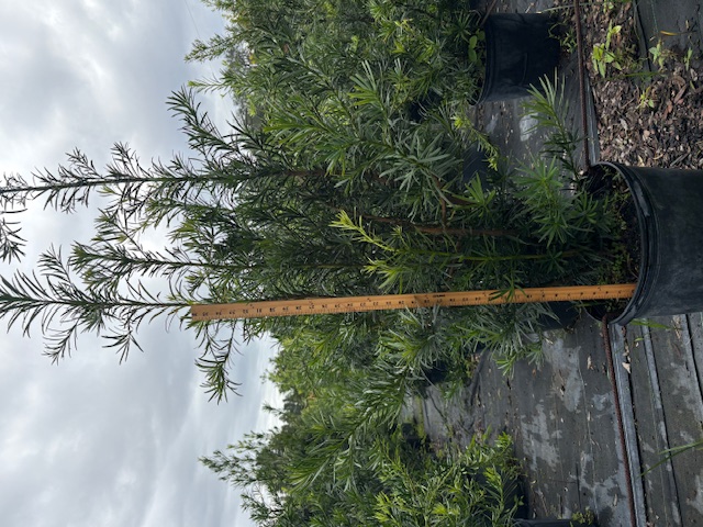 podocarpus-macrophyllus-japanese-yew