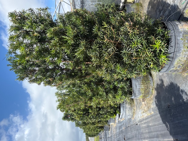 podocarpus-macrophyllus-japanese-yew