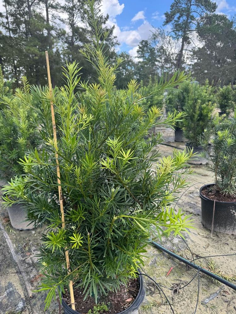 podocarpus-macrophyllus-japanese-yew