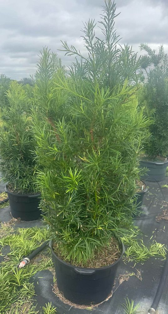 podocarpus-macrophyllus-japanese-yew