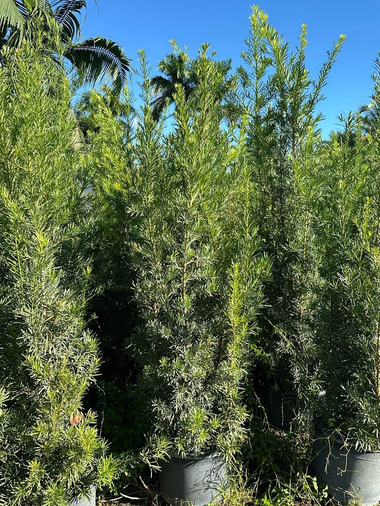 podocarpus-macrophyllus-japanese-yew