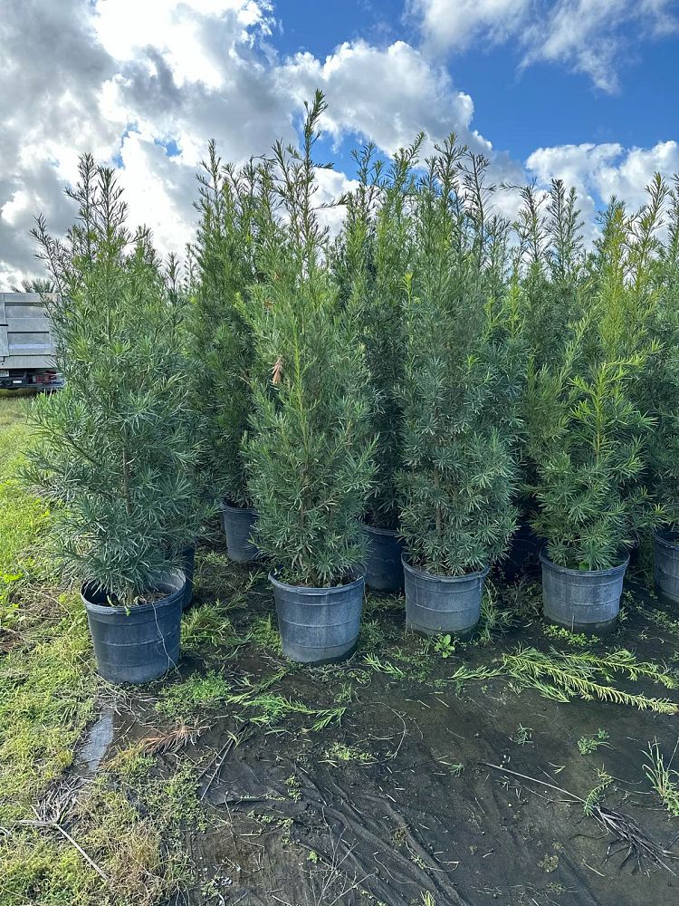 podocarpus-macrophyllus-japanese-yew