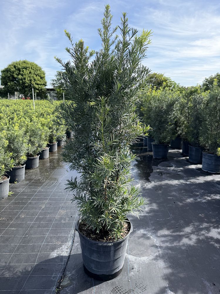 podocarpus-macrophyllus-japanese-yew