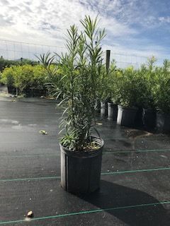 r arcadia fl nursery plantANT.com Find Plants & Locate Wholesale