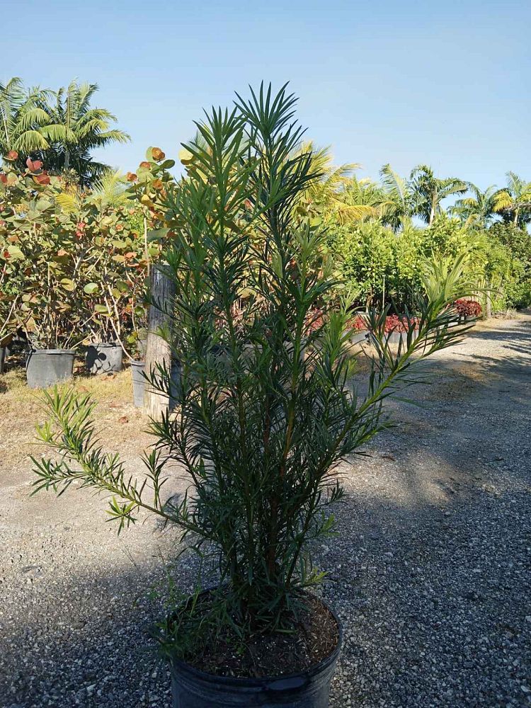 podocarpus-macrophyllus-maki-japanese-yew