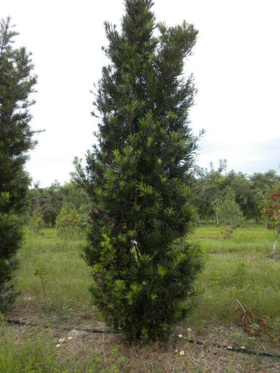 podocarpus-macrophyllus-maki-japanese-yew
