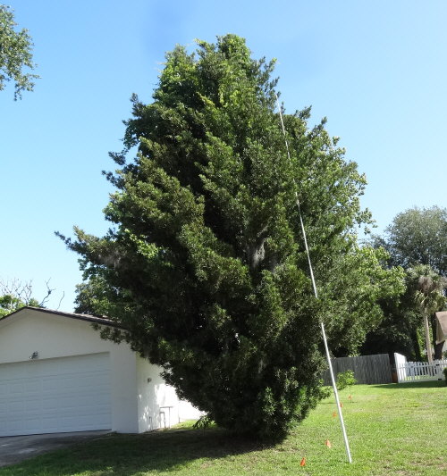 podocarpus-macrophyllus-maki-japanese-yew