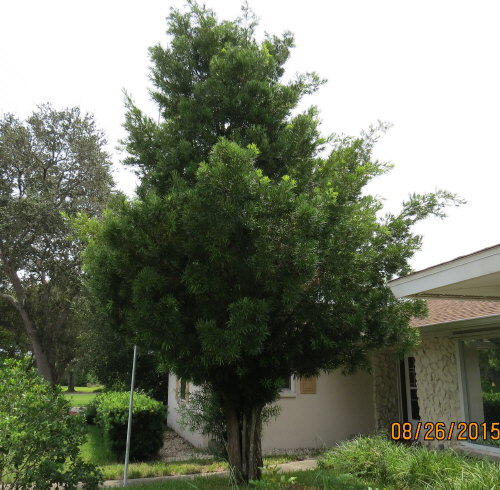 podocarpus-macrophyllus-maki-japanese-yew