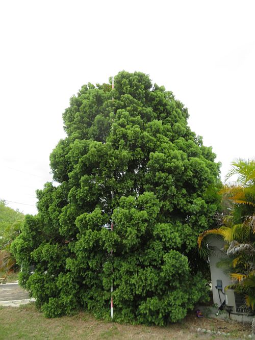 podocarpus-macrophyllus-maki-japanese-yew