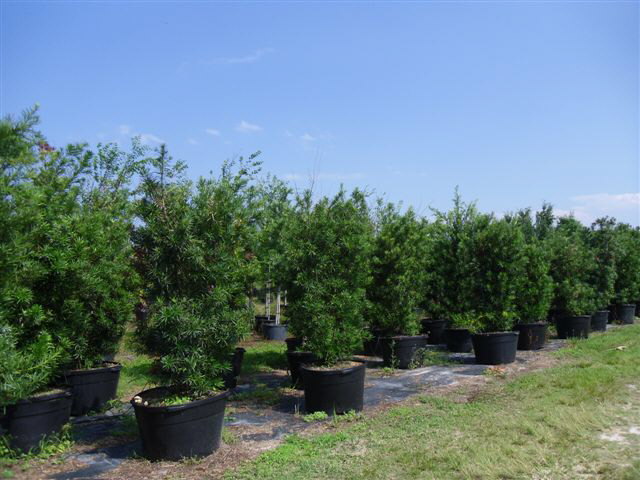 podocarpus-macrophyllus-maki-japanese-yew