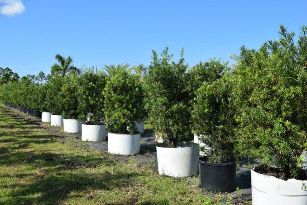 podocarpus-macrophyllus-maki-japanese-yew