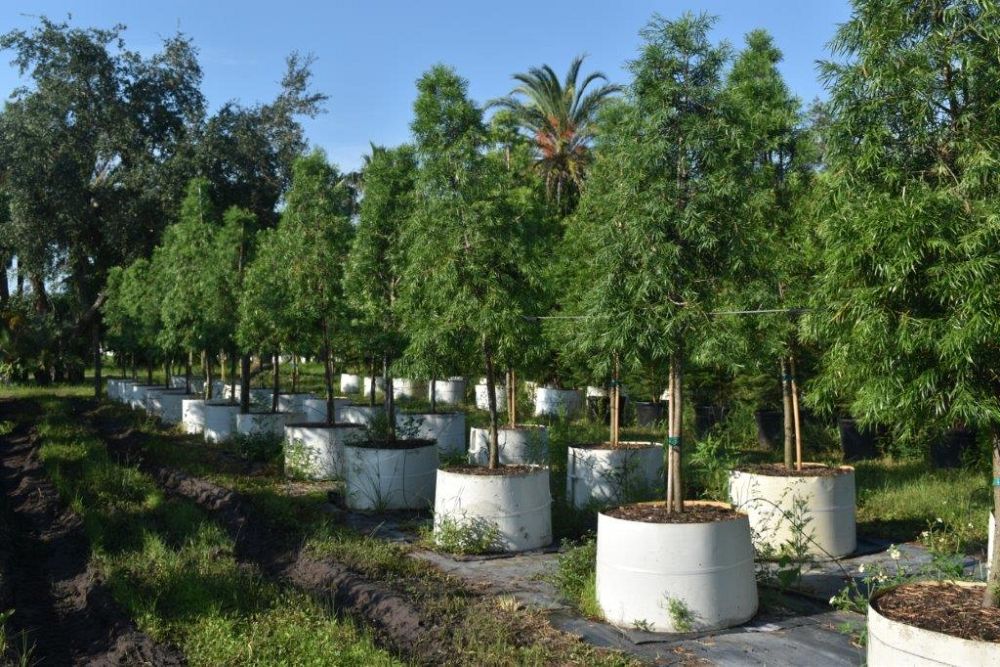 podocarpus-macrophyllus-maki-japanese-yew