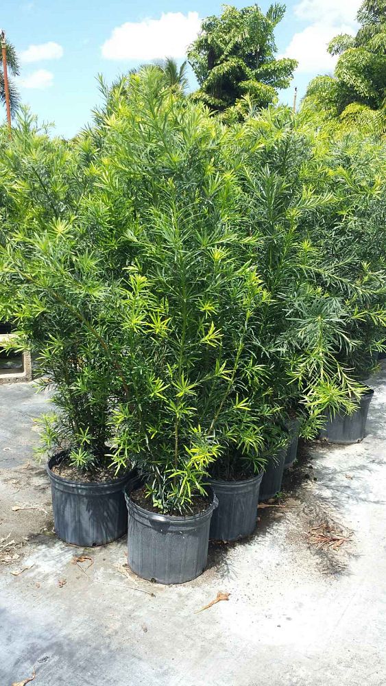podocarpus-macrophyllus-maki-japanese-yew