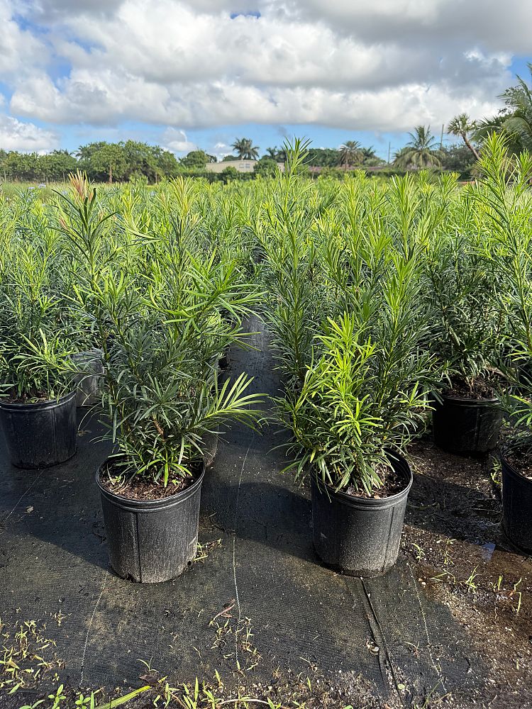 podocarpus-macrophyllus-maki-japanese-yew