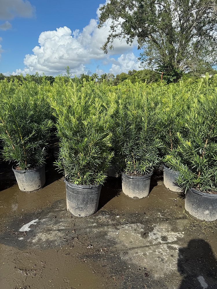 podocarpus-macrophyllus-maki-japanese-yew